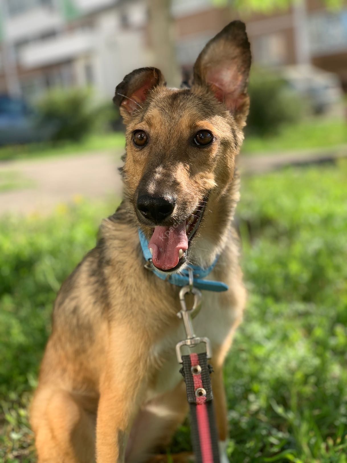 Мината (Лиса)