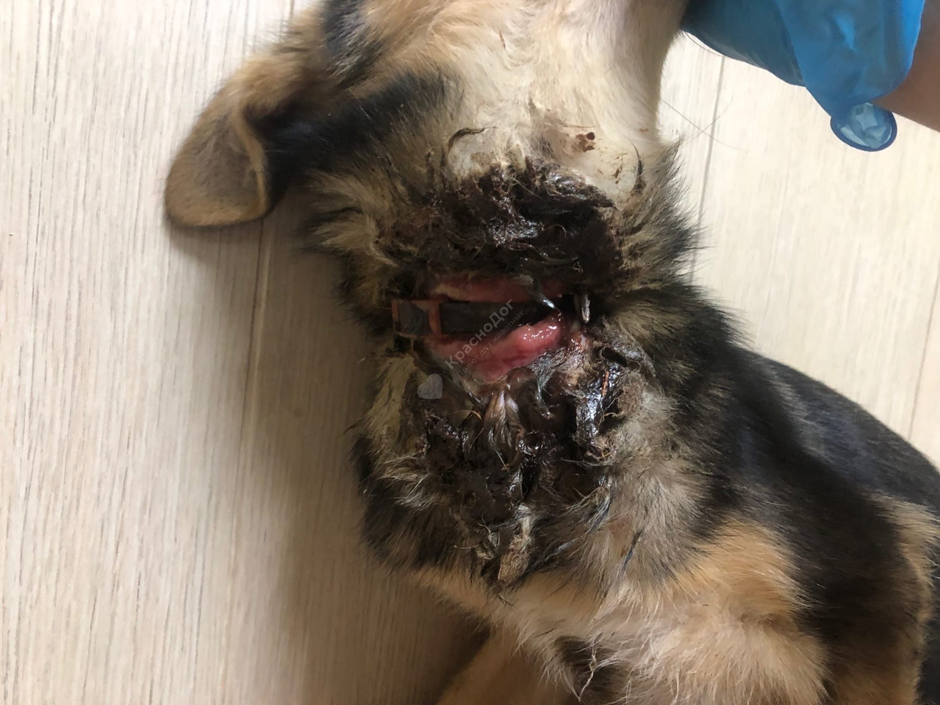 Астрономия