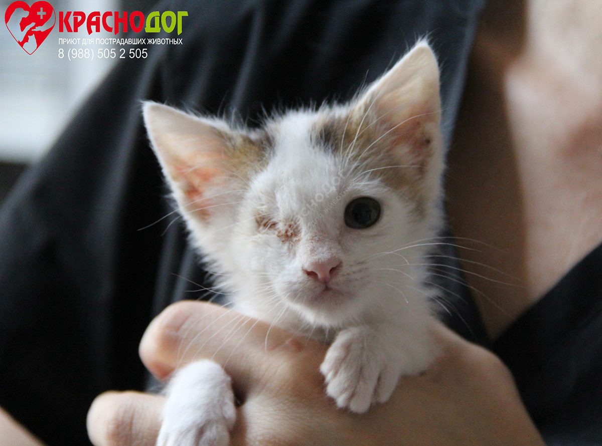 Одноглазый Джек