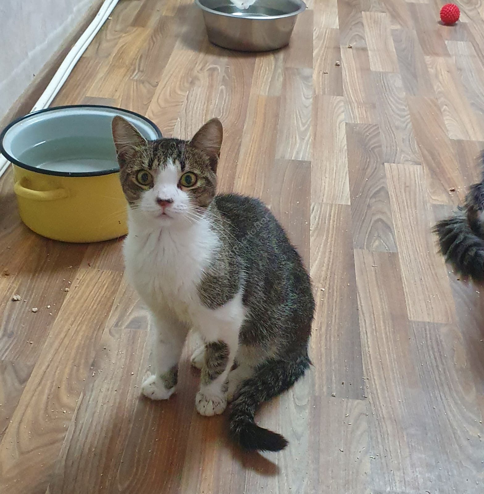 Леваневский