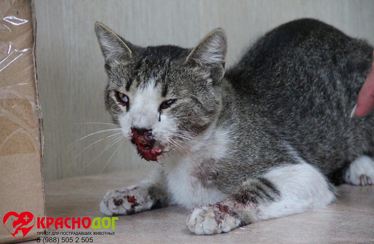 Леваневский