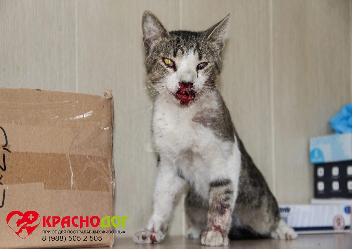 Леваневский