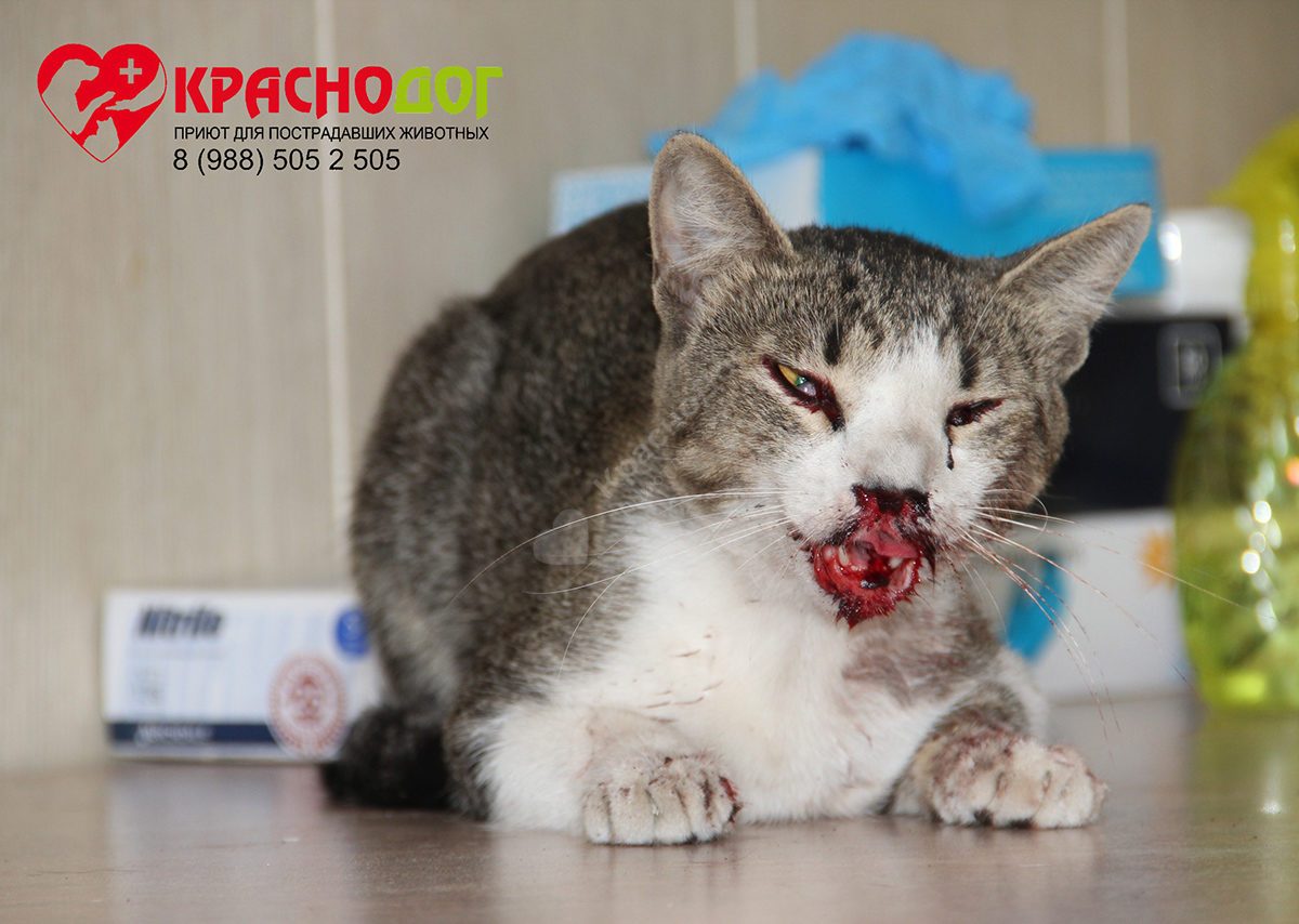 Леваневский