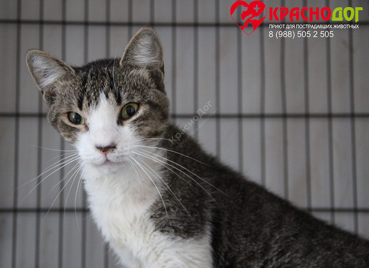 Леваневский