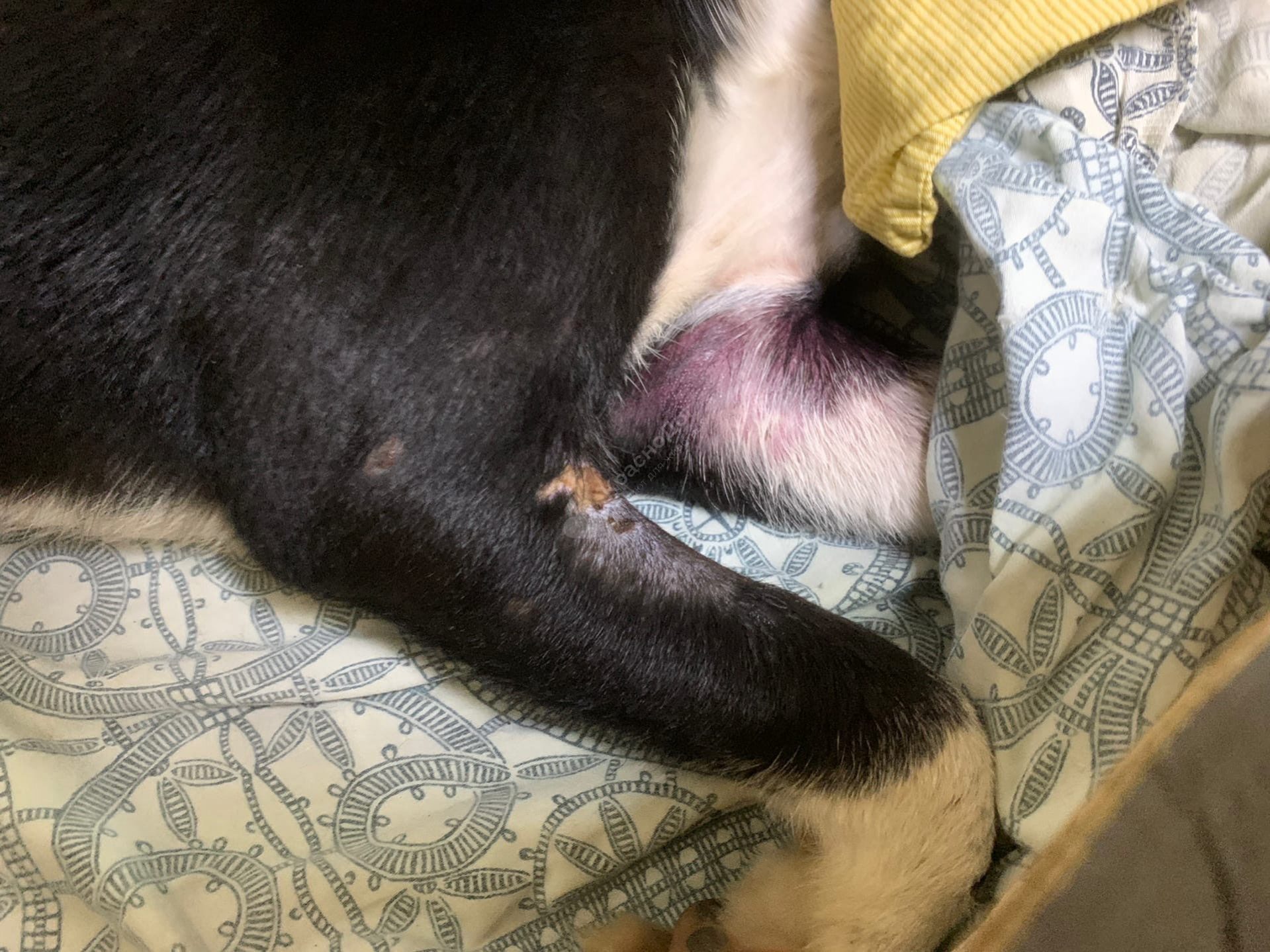 Апельсинка