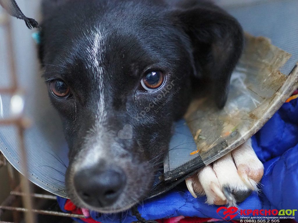 Апельсинка