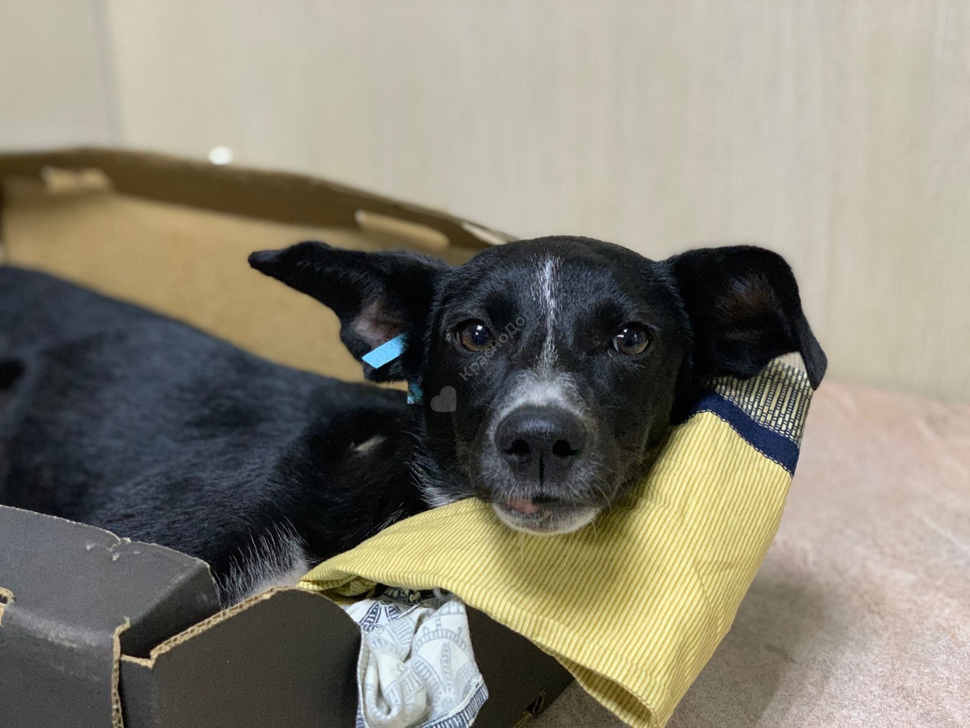 Апельсинка