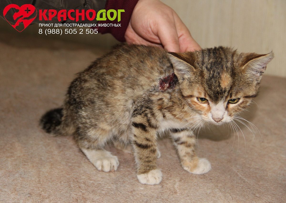 Пестролистная