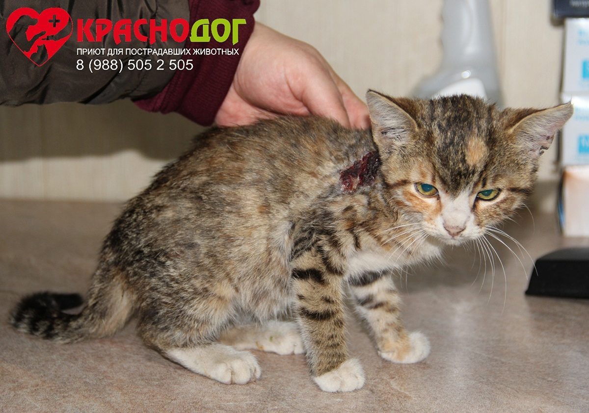 Пестролистная