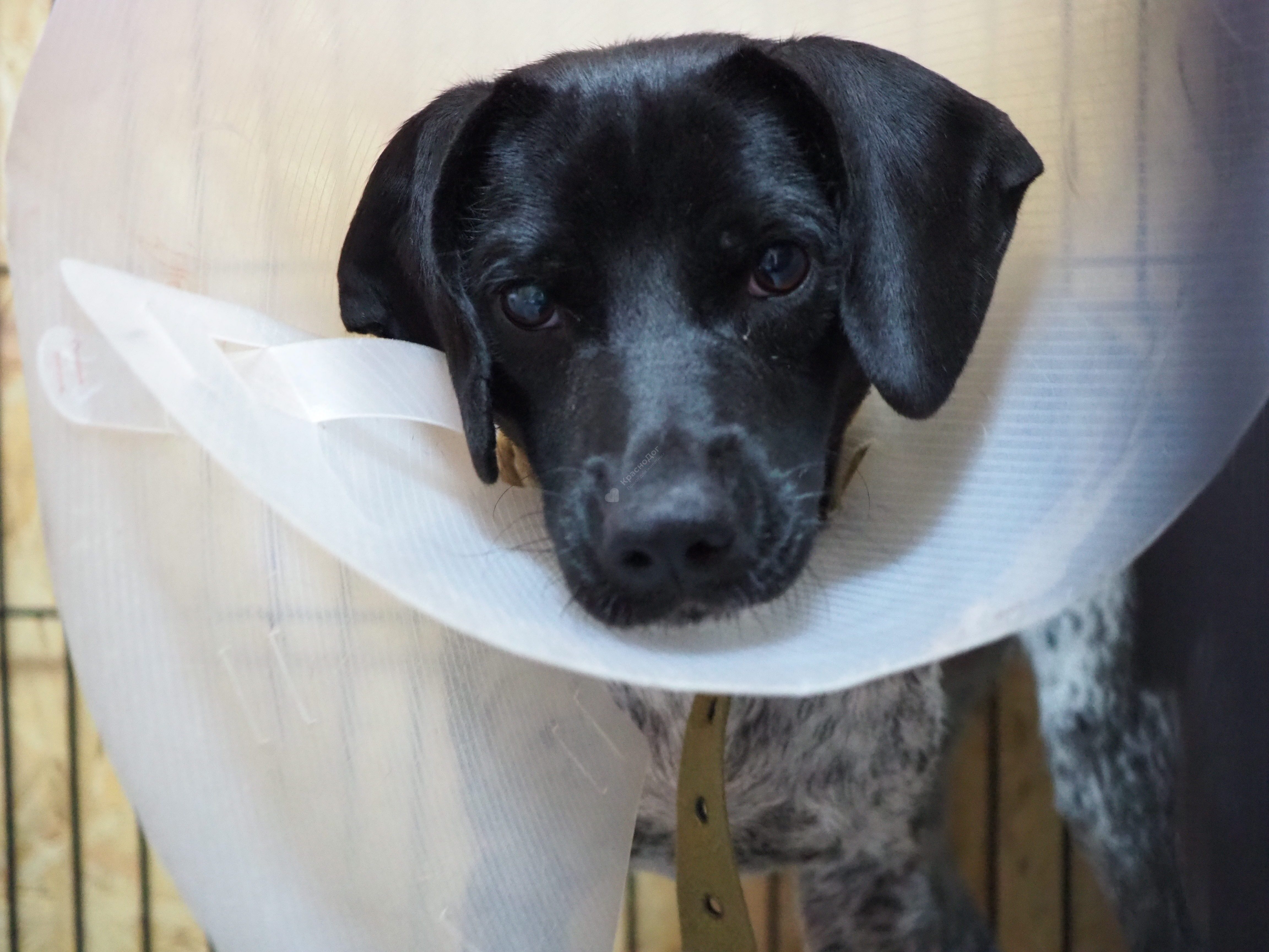 Увеселительница