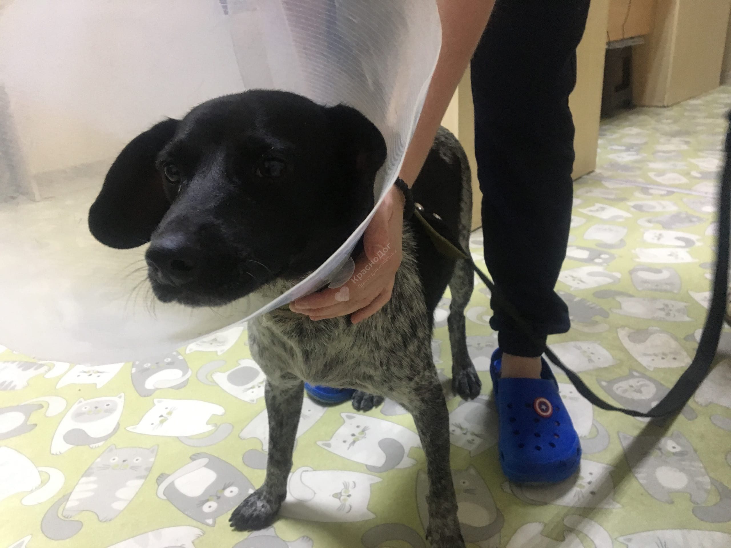 Увеселительница